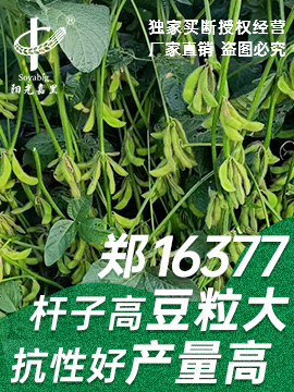 鄭16377